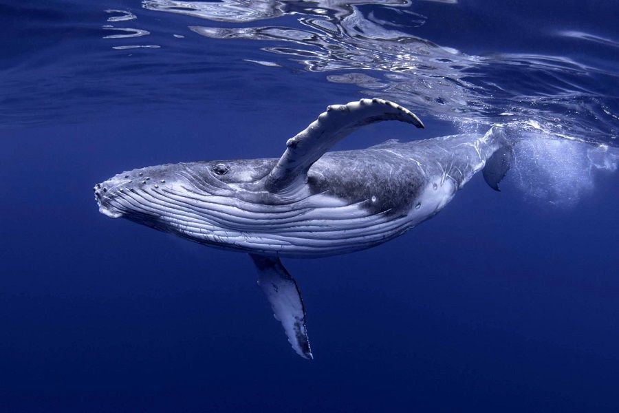 Những ví cá voi đột ngột di chuyển gần 1.74 tỷ USD Bitcoin và Ethereum
