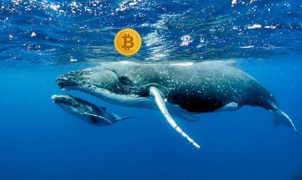 Một “cá voi” bí ẩn bất ngờ trở lại khi dịch chuyển 3 tỷ USD Bitcoin
